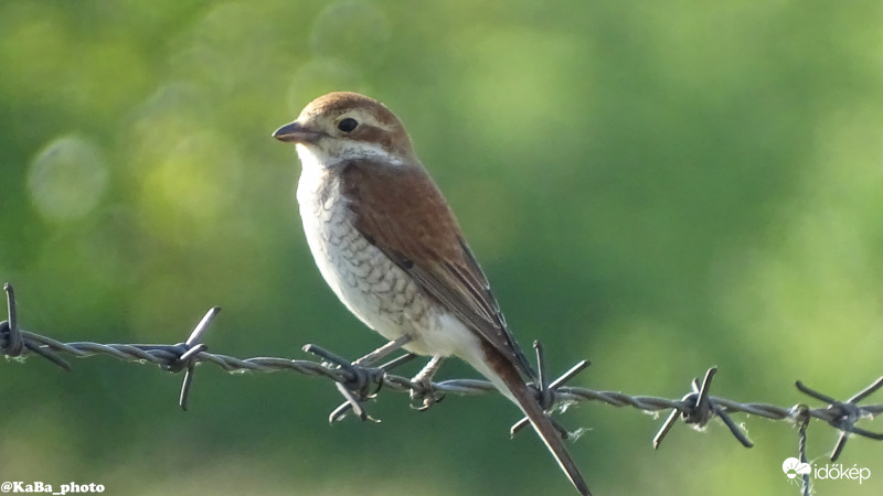 Tövisszúró gébics tojó