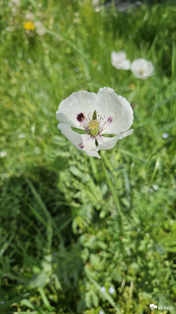 Fehér Bujdosó Mák