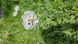 Fehér Bujdosó Mák