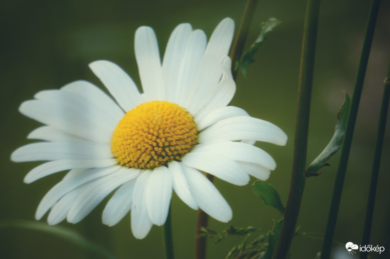 Óriás "margitvirág"