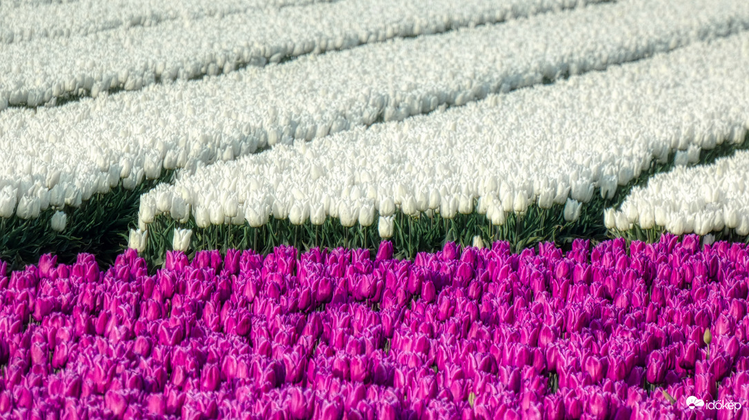 Holland tulipánmező