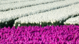 Holland tulipánmező