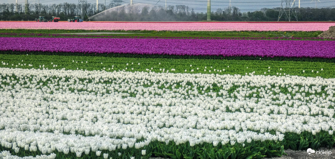 Flevoland tulipánjai