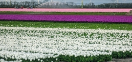 Flevoland tulipánjai