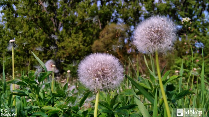 Szeles Tavasz