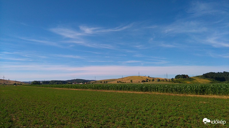 Kukorica tábla