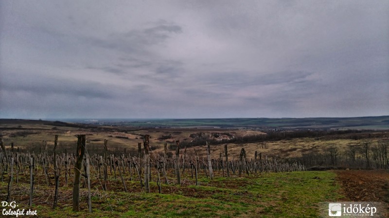 "Szőlőskert"
