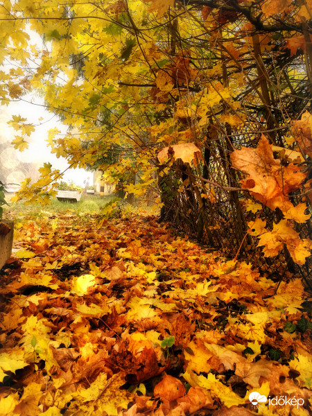 Colors of Autumn Leaves