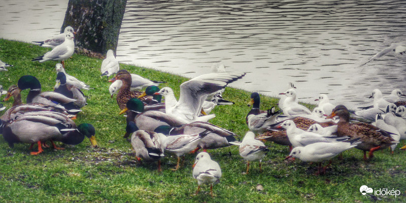 Madarak, kacsák