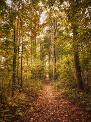 Az ősz ösvényében
