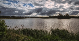 Oostvaardersplassen, Tavak.