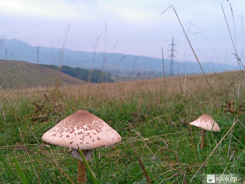 Őzlábgombák