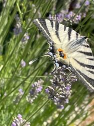 Budapest II.ker - Adyliget