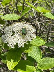 Budapest II.ker - Adyliget