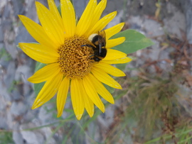  Bee