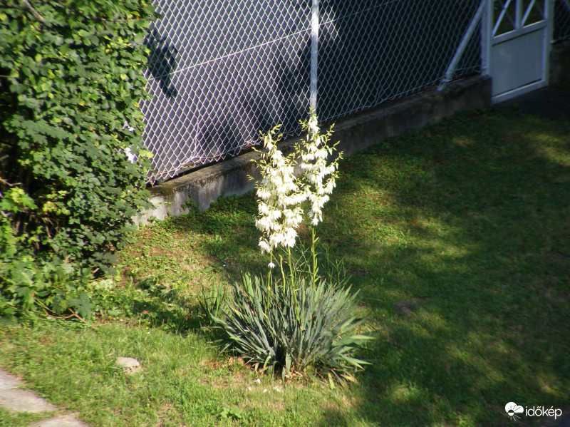 Illatozó pálmaliliom