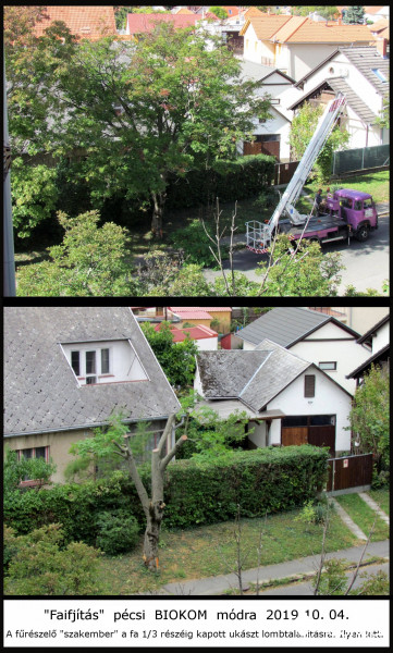Faifjító csonkolás pécsi BIOKOM módra 