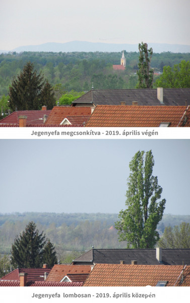 Jegenyefa csonkolása