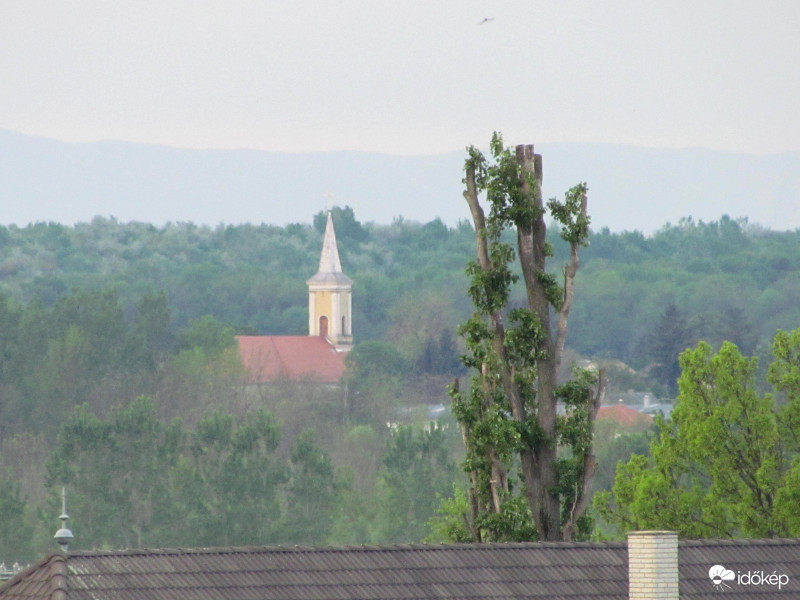 Sudár jegenyefa - volt valaha