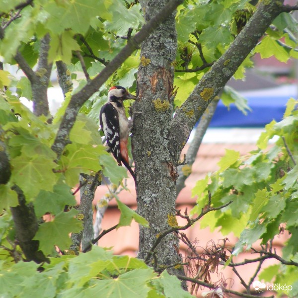  Nagy fakopáncs – tarka harkály