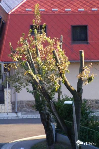 Juharfák szeptember végén