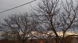 Szár