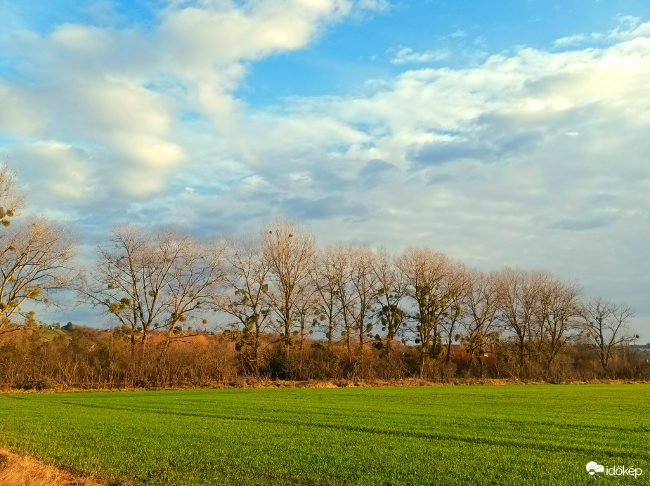 Tree line 