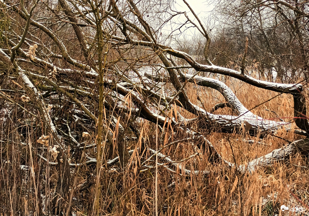 Winters scene 