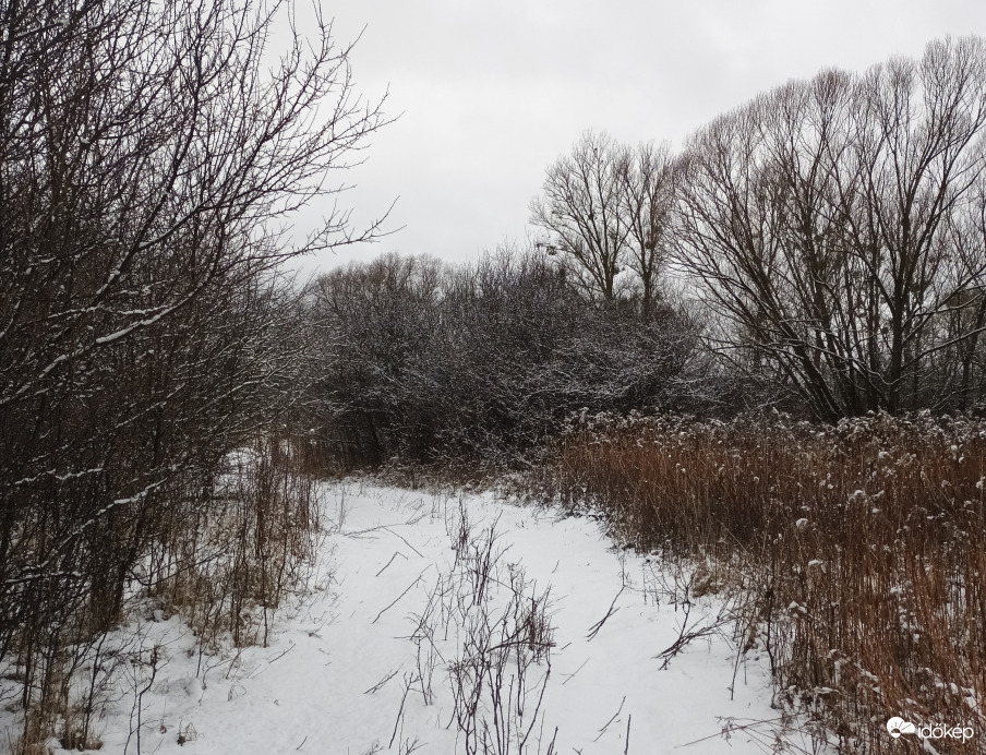 Snowy Zala
