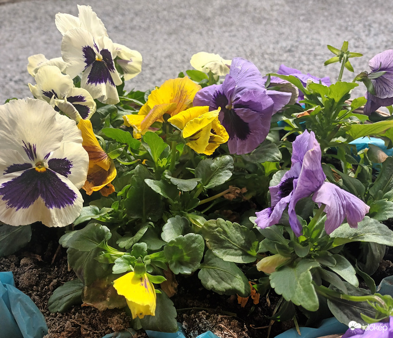 Pansy joy