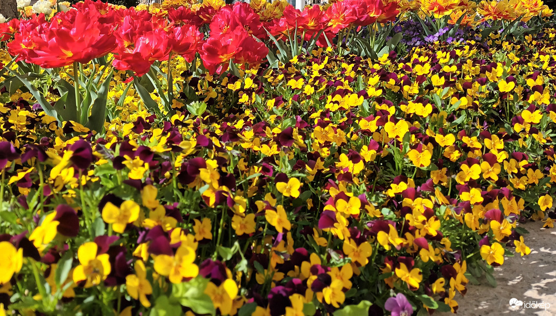 Pansies galore 