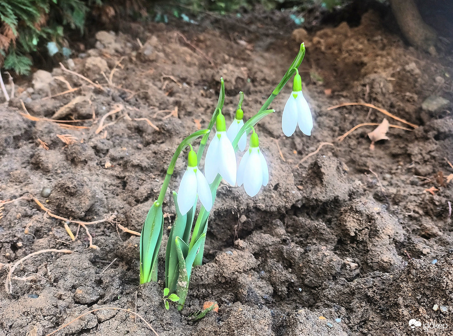 Snowdrops 