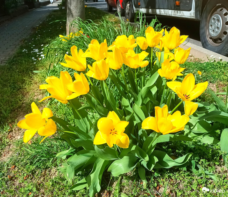The tulips were in full bloom