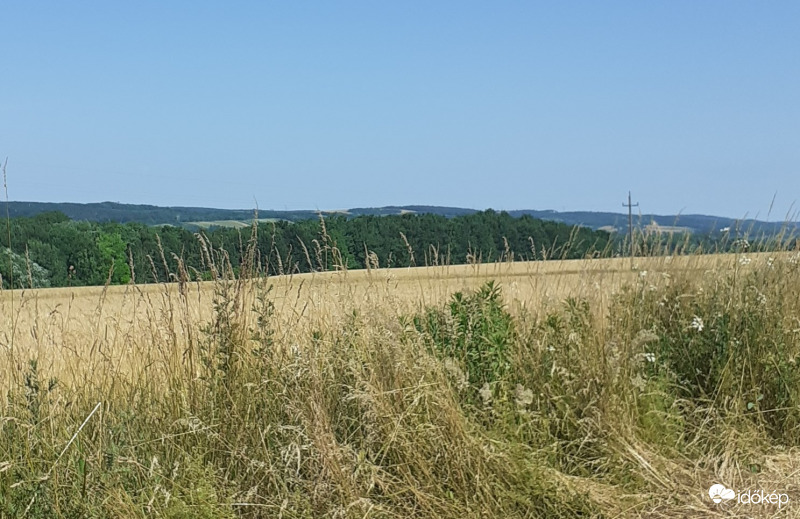Fields of wheat