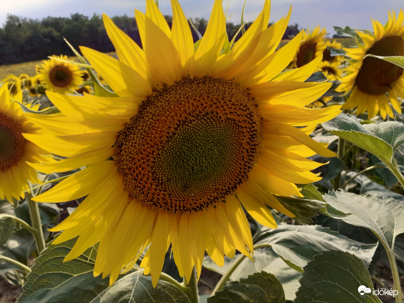 Sunflower head.