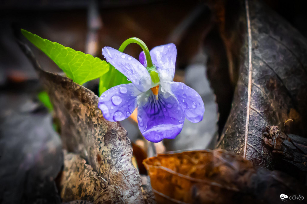 Az erdő rejtett kincsei