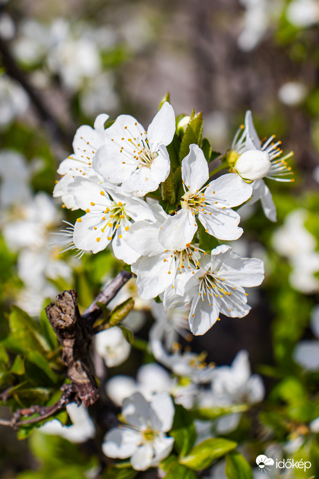 A tavasz fehér koronája