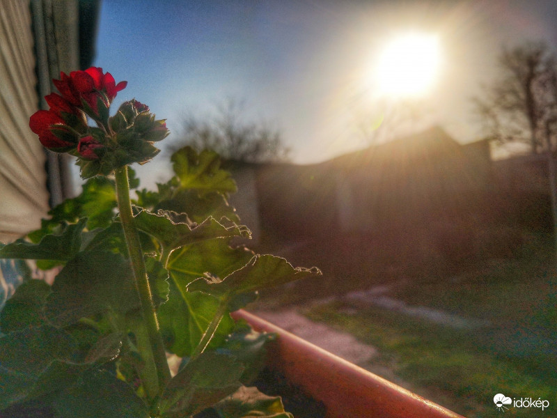 Muskátlis ragyogó reggel. 