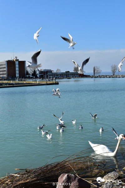 Balaton. 