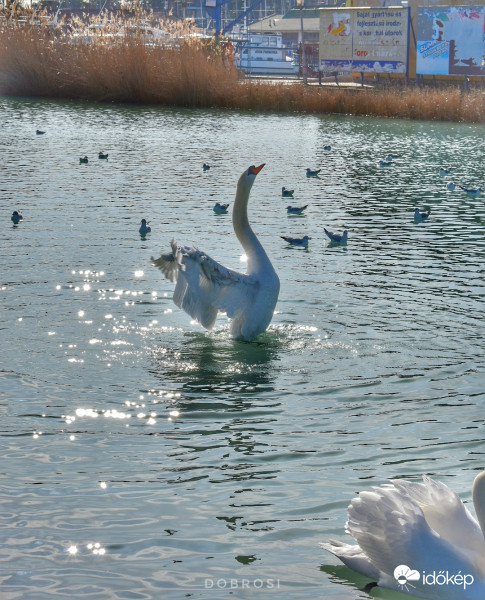 Balaton hattyú. 