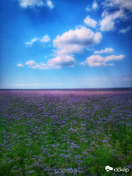 Mézontófű ameddig a szem ellát. 