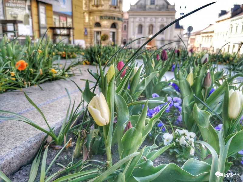 Pécs 
