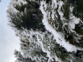 Zúzmara