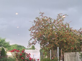 Dunaharaszti