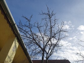 Pécs