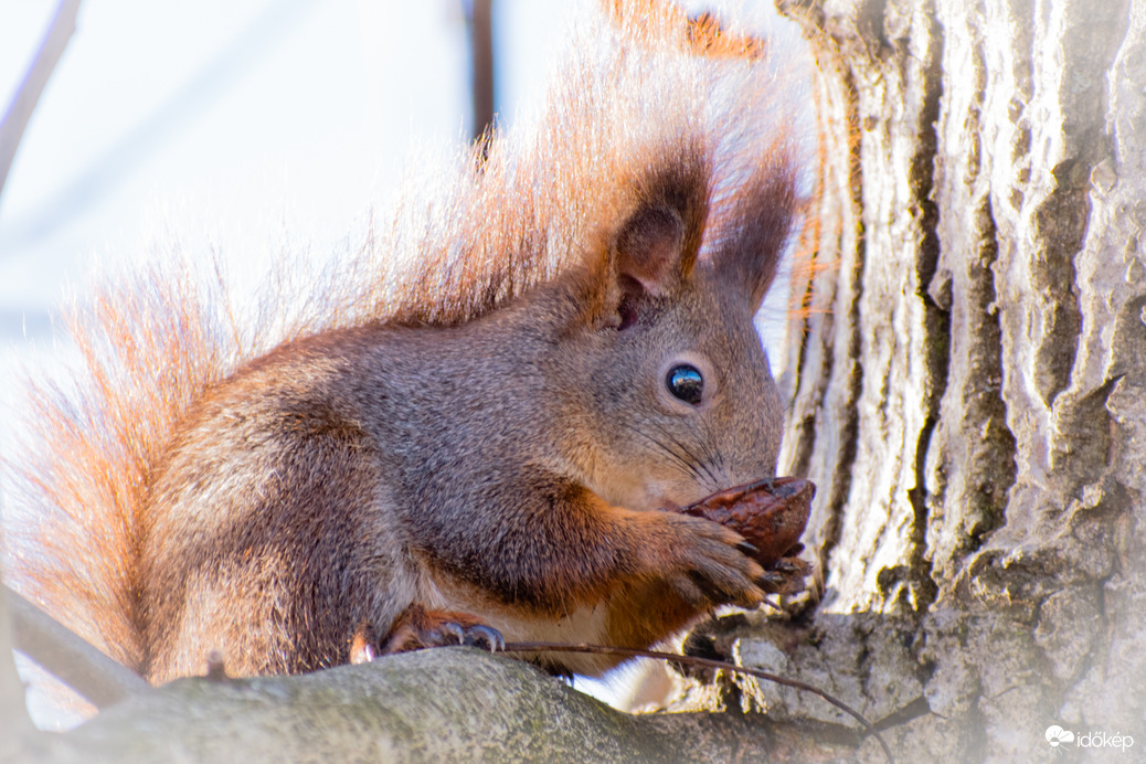 Ma nap nagy felfedezése,hogy kettő mókusunk van
