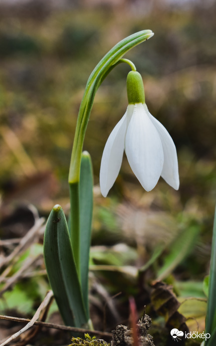 Már a Felvidéken is tavasz van