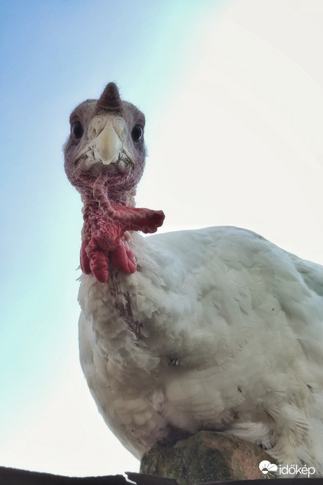 Hogy micsoda? Ma egésznap borongós idő lesz?