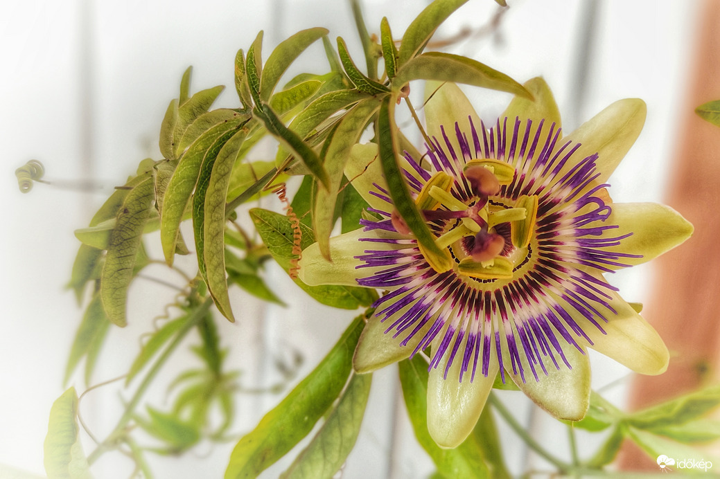 Október végén még virágzik a golgota