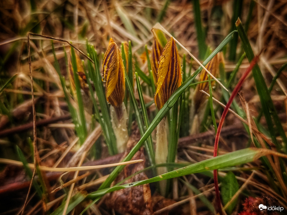Ébredező természet 